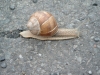 Schnecke